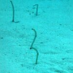 Quatro enguias-de-jardim em pé numa areia clara banhada de azul-esverdeado, finas como hastes, uma quase reta, uma curvada em S e duas dobradas em gancho na ponta