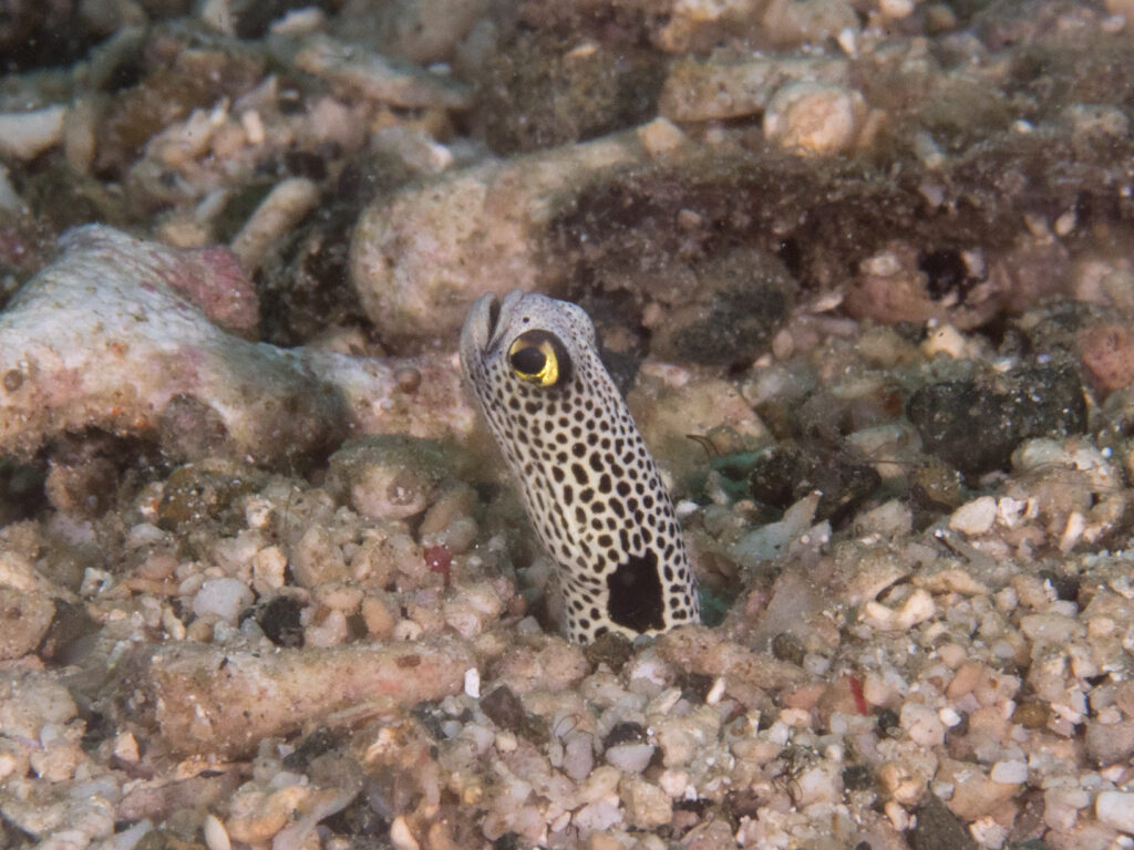 Close da cabeça de uma enguia-de-jardim saindo de um fundo de cascalho e fragmentos de coral, o olho contornado de amarelo, o corpo creme coberto de pintas pretas cerradas, uma grande mancha preta rente à toca