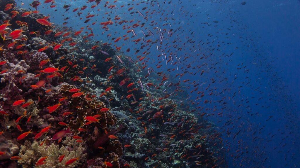 Um paredão coberto de coral-de-fogo e de centenas de anthias vermelhos, que desce para o azul escuro