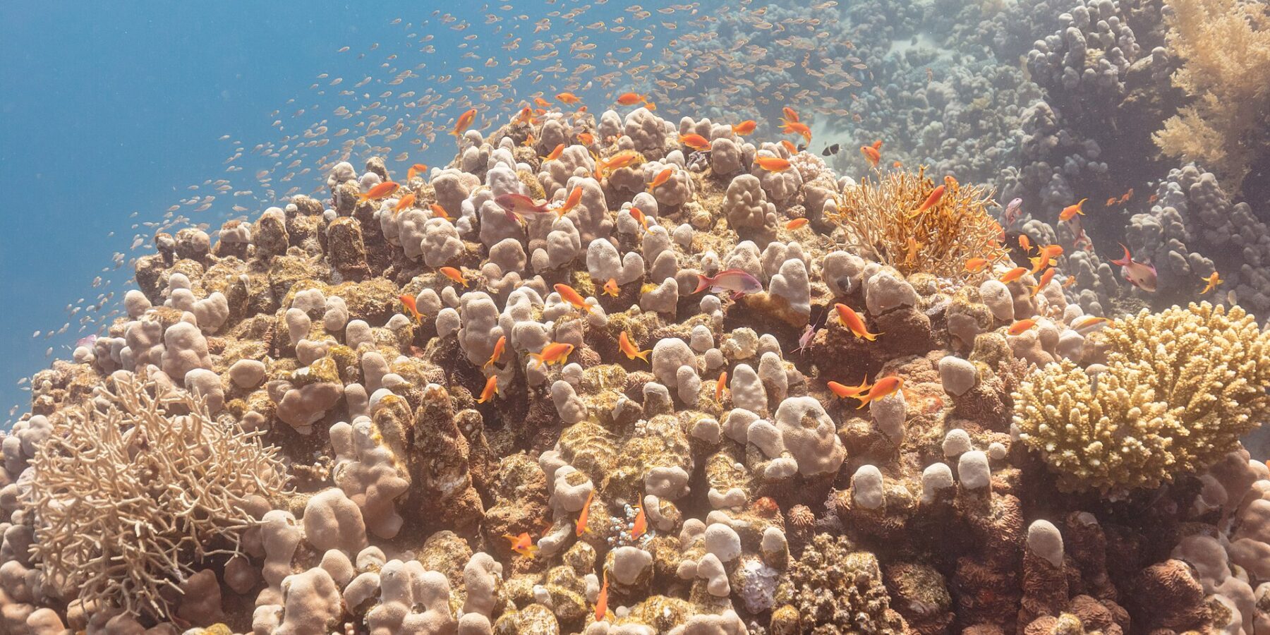 Dezenas de anthias laranja e alguns machos arroxeados giram acima de um bloco de coral, com uma nuvem de peixinhos no azul atrás deles