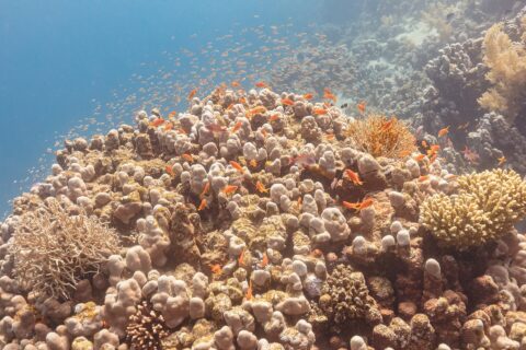 Dezenas de anthias laranja e alguns machos arroxeados giram acima de um bloco de coral, com uma nuvem de peixinhos no azul atrás deles