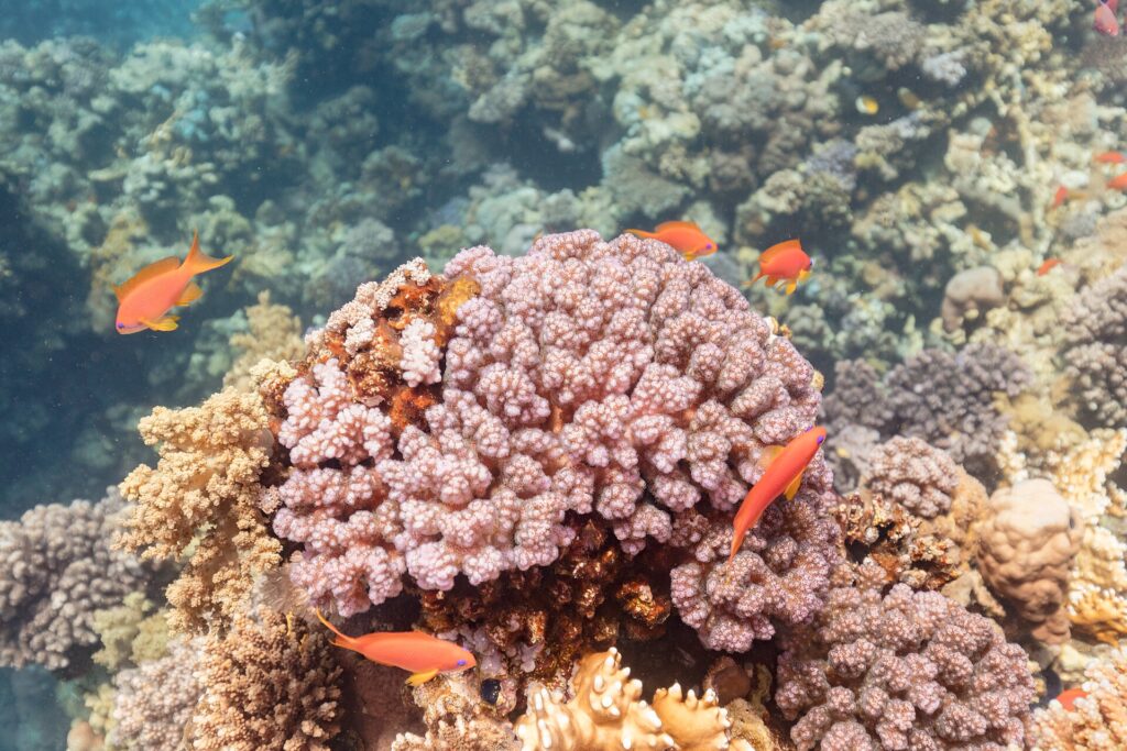 Fêmeas de anthias laranja de nadadeiras amarelas, com uma marca violeta sob o olho, nadam em volta de um bloco de coral rosa