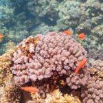 Fêmeas de anthias laranja de nadadeiras amarelas, com uma marca violeta sob o olho, nadam em volta de um bloco de coral rosa
