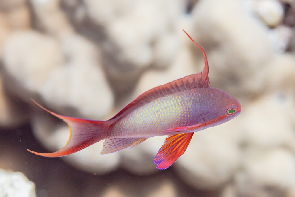 Um anthias macho de perfil, o corpo lilás salpicado de amarelo, um longo filamento erguido no dorso, a nadadeira peitoral vermelha e a cauda de pontas alongadas