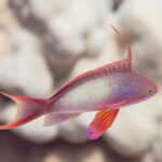 Um anthias macho de perfil, o corpo lilás salpicado de amarelo, um longo filamento erguido no dorso, a nadadeira peitoral vermelha e a cauda de pontas alongadas