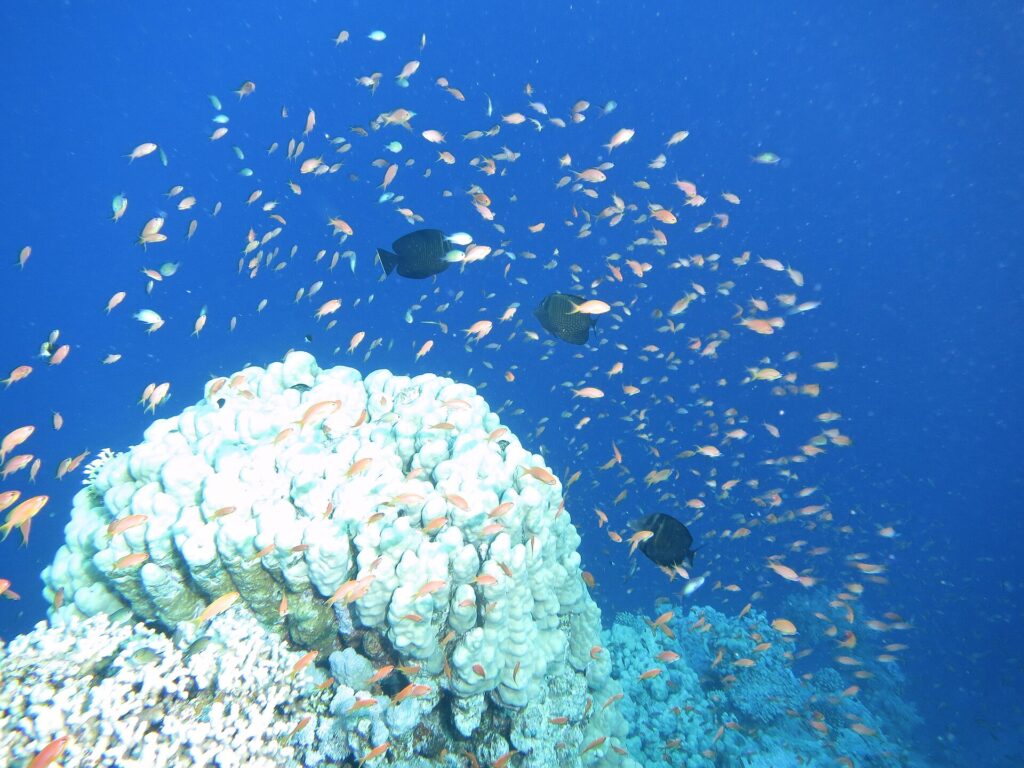 Uma nuvem de centenas de anthias alaranjados no azul, acima de um bloco de coral branco, com três peixes escuros no meio do cardume