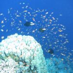Uma nuvem de centenas de anthias alaranjados no azul, acima de um bloco de coral branco, com três peixes escuros no meio do cardume