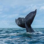 A nadadeira caudal de uma baleia-jubarte sai da água em três quartos, com a borda de trás serrilhada bem visível, num jato de gotículas acima de um mar agitado