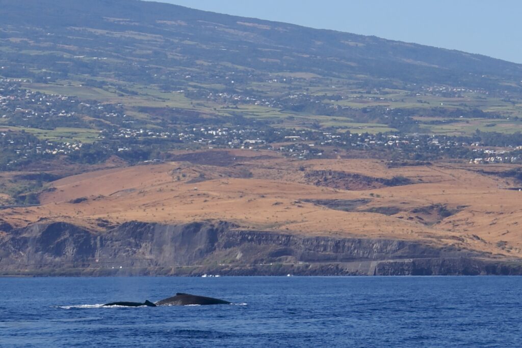 O dorso de duas baleias-jubarte aflora num mar azul-escuro, diante de penhascos de basalto e encostas de savana seca salpicadas de vilarejos