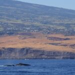 O dorso de duas baleias-jubarte aflora num mar azul-escuro, diante de penhascos de basalto e encostas de savana seca salpicadas de vilarejos