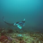 Uma raia-manta faz a curva sobre um recife, com uma asa erguida e a boca aberta, em água verde-azulada, em Manta Bay, Nusa Penida