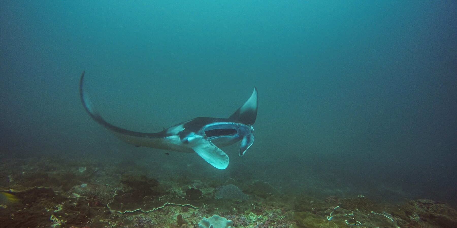 Uma raia-manta faz a curva sobre um recife, com uma asa erguida e a boca aberta, em água verde-azulada, em Manta Bay, Nusa Penida
