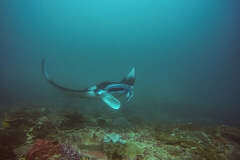Uma raia-manta faz a curva sobre um recife, com uma asa erguida e a boca aberta, em água verde-azulada, em Manta Bay, Nusa Penida