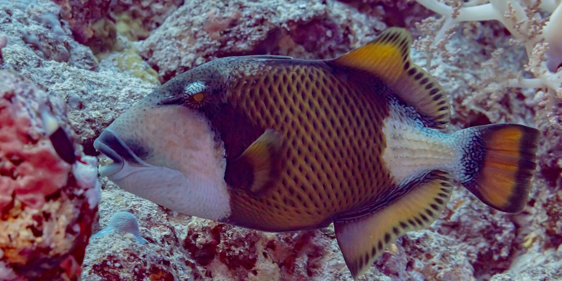 Um peixe-porco-titã de perfil acima do recife, a máscara escura sobre o olho, o bigode preto acima dos dentes à mostra, a bochecha branca e o corpo amarelo-acastanhado quadriculado de preto