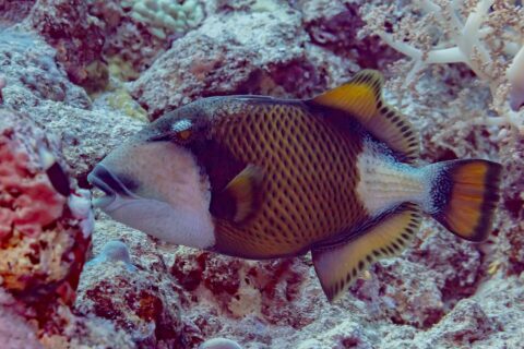 Um peixe-porco-titã de perfil acima do recife, a máscara escura sobre o olho, o bigode preto acima dos dentes à mostra, a bochecha branca e o corpo amarelo-acastanhado quadriculado de preto