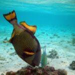 Um peixe-porco-titã de cabeça para baixo revira um bloco de coral num fundo de areia clara, com as nadadeiras amarelas de borda preta erguidas e um pequeno xaréu verde ao lado