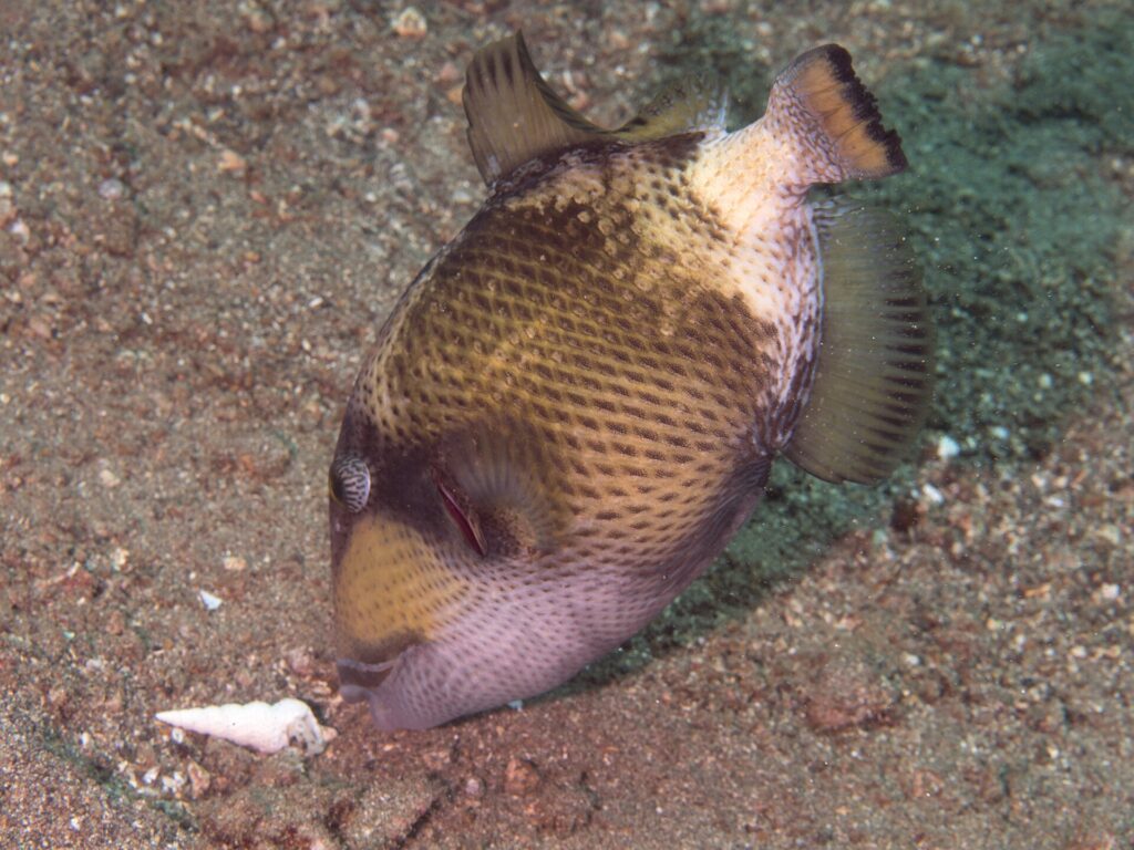 Um jovem peixe-porco-titã com o focinho na areia perto de uma concha, o corpo bege pontilhado de manchas escuras em rede, uma máscara marrom sobre o olho e a bochecha rosa-clara