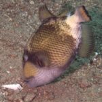 Um jovem peixe-porco-titã com o focinho na areia perto de uma concha, o corpo bege pontilhado de manchas escuras em rede, uma máscara marrom sobre o olho e a bochecha rosa-clara