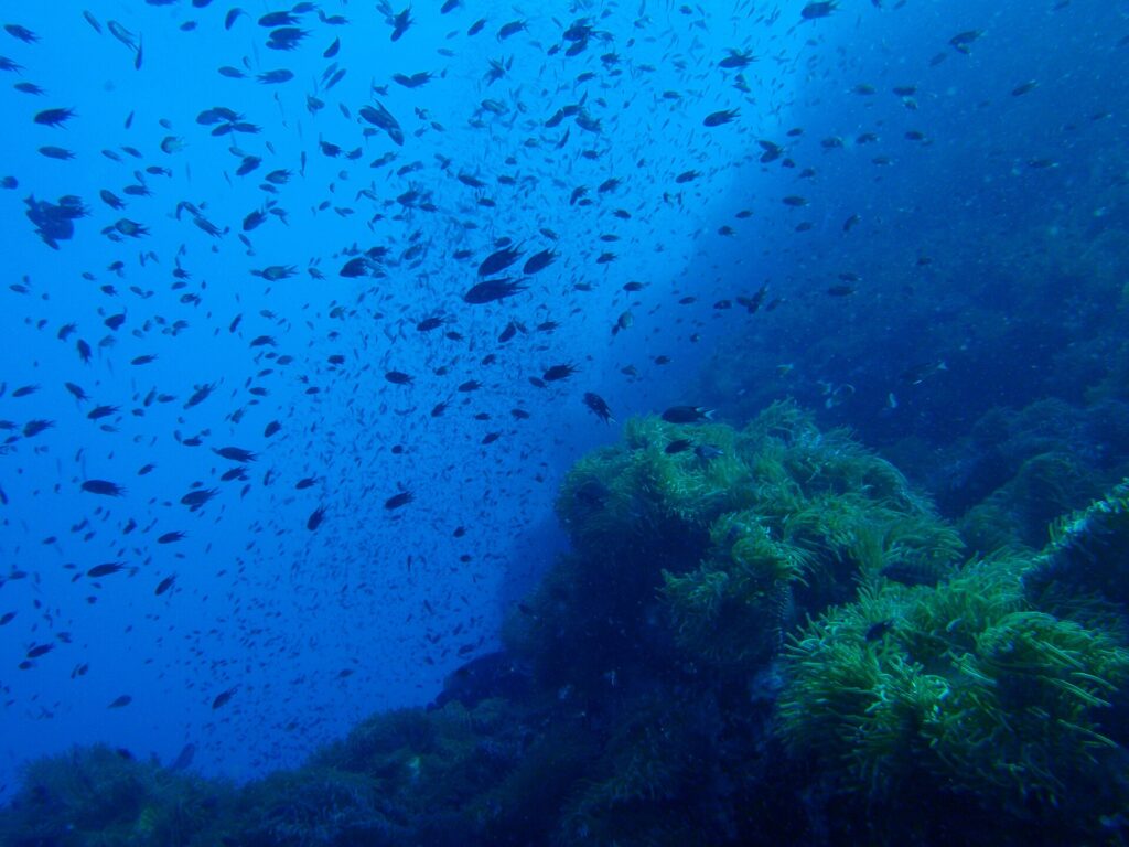 Uma nuvem de peixinhos escuros rodopia no azul acima de um pináculo rochoso coberto de anêmonas verdes, que ocupa a metade direita da imagem