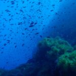 Uma nuvem de peixinhos escuros rodopia no azul acima de um pináculo rochoso coberto de anêmonas verdes, que ocupa a metade direita da imagem
