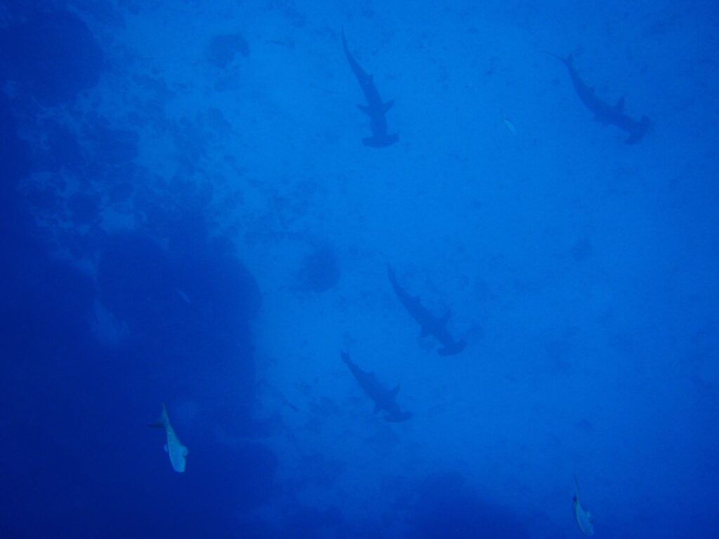 Cinco tubarões-martelo-recortados vistos de cima descem em fila solta ao longo de uma parede rochosa escura, em silhueta numa água de azul uniforme, com outros dois peixes na parte de baixo da imagem.