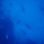 Cinco tubarões-martelo-recortados vistos de cima descem em fila solta ao longo de uma parede rochosa escura, em silhueta numa água de azul uniforme, com outros dois peixes na parte de baixo da imagem.