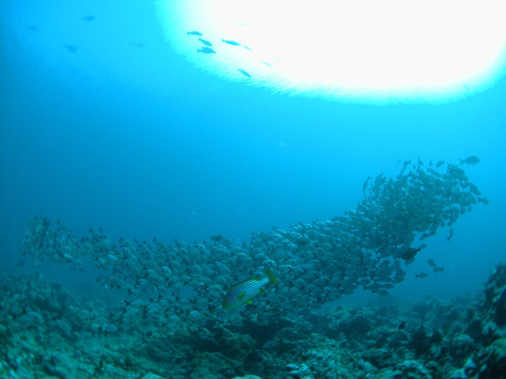 Um cardume denso de peixes cinza-prateados desfila acima do recife, com um peixe-lábio-doce-oriental listrado de amarelo em primeiro plano e o sol em contraluz