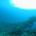 Um cardume denso de peixes cinza-prateados desfila acima do recife, com um peixe-lábio-doce-oriental listrado de amarelo em primeiro plano e o sol em contraluz