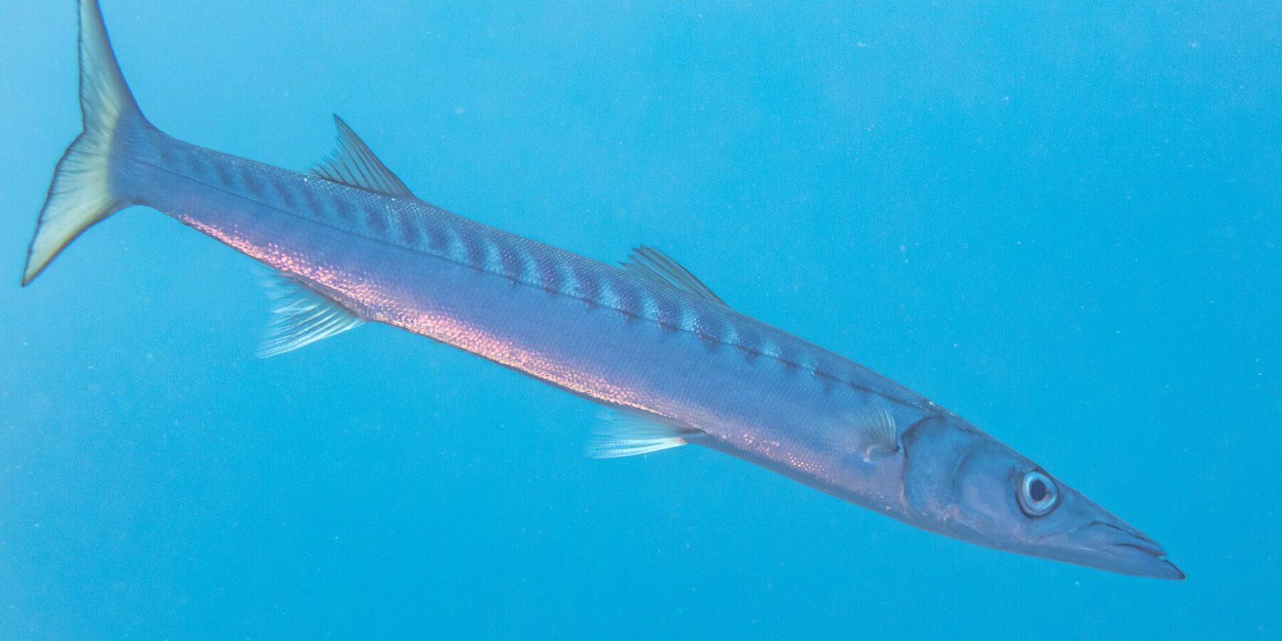 Uma barracuda-de-boca-amarela nada no azul, na diagonal, com a cabeça para baixo à direita: corpo longo e fusiforme, focinho cônico e pontudo com a mandíbula inferior saliente, duas nadadeiras dorsais bem separadas, muitas barras escuras na parte de cima dos flancos e cauda bifurcada amarelada.