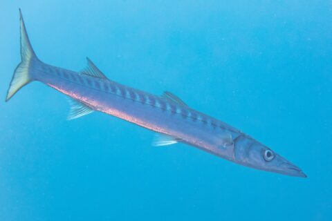 Uma barracuda-de-boca-amarela nada no azul, na diagonal, com a cabeça para baixo à direita: corpo longo e fusiforme, focinho cônico e pontudo com a mandíbula inferior saliente, duas nadadeiras dorsais bem separadas, muitas barras escuras na parte de cima dos flancos e cauda bifurcada amarelada.