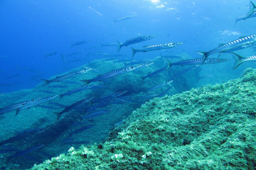 Um grande cardume de barracudas-de-boca-amarela nada para a direita acima de rochas cobertas de algas: corpos prateados, longos e finos, focinhos pontudos e muitas barras escuras nos flancos.