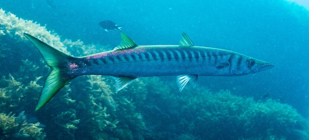 Uma barracuda-de-boca-amarela vista de perfil, com a cabeça à direita, diante de algas: corpo longo e fino, duas nadadeiras dorsais bem separadas, cauda e nadadeiras em tom amarelo-esverdeado, e uma fileira cerrada de barras escuras que descem do dorso até o meio dos flancos.