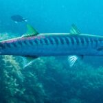 Uma barracuda-de-boca-amarela vista de perfil, com a cabeça à direita, diante de algas: corpo longo e fino, duas nadadeiras dorsais bem separadas, cauda e nadadeiras em tom amarelo-esverdeado, e uma fileira cerrada de barras escuras que descem do dorso até o meio dos flancos.
