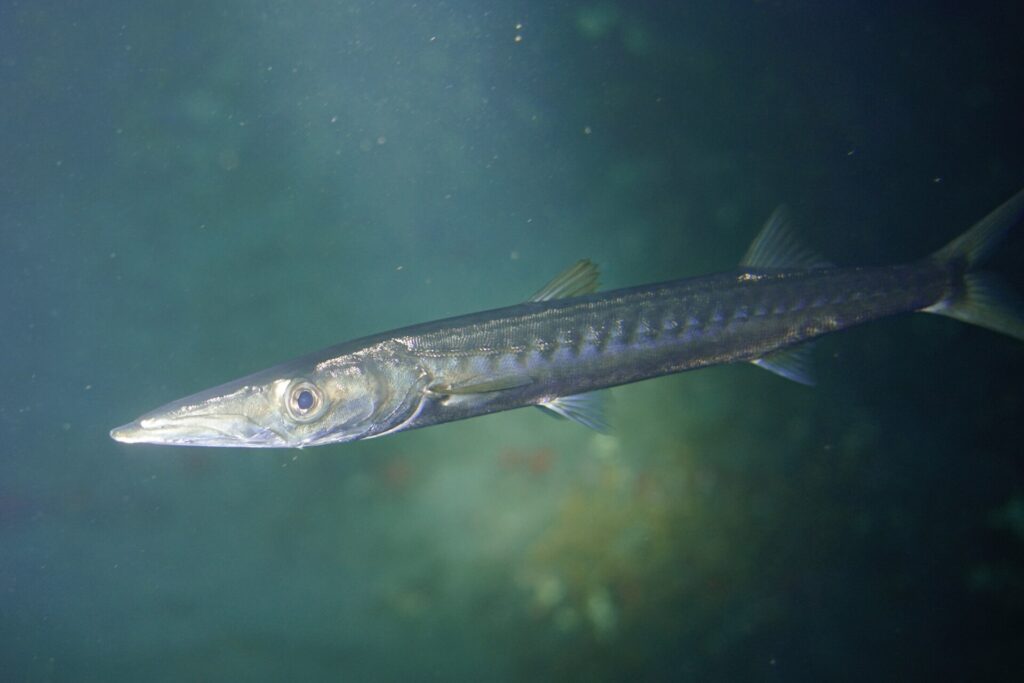 Uma barracuda-de-boca-amarela vista de perto, com a cabeça para a esquerda, em água verde: focinho longo e pontudo, mandíbula inferior projetada, olho grande, corpo prateado marcado por barras escuras que atravessam os flancos.