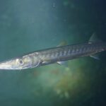 Uma barracuda-de-boca-amarela vista de perto, com a cabeça para a esquerda, em água verde: focinho longo e pontudo, mandíbula inferior projetada, olho grande, corpo prateado marcado por barras escuras que atravessam os flancos.