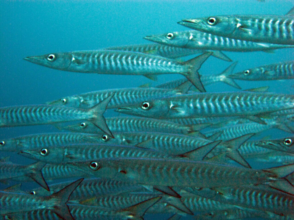 Um cardume denso de barracudas prateadas com flancos marcados por divisas escuras, nadando para a esquerda e preenchendo o quadro sobre fundo de água azul.