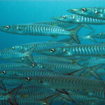 Um cardume denso de barracudas prateadas com flancos marcados por divisas escuras, nadando para a esquerda e preenchendo o quadro sobre fundo de água azul.