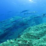 Um cardume fechado de barracudas prateadas com faixas escuras nada da esquerda para a direita acima de uma encosta rochosa coberta de algas verdes, numa água azul iluminada pela superfície.