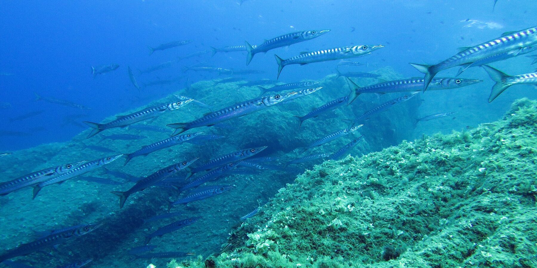 Um cardume fechado de barracudas prateadas com faixas escuras nada da esquerda para a direita acima de uma encosta rochosa coberta de algas verdes, numa água azul iluminada pela superfície.