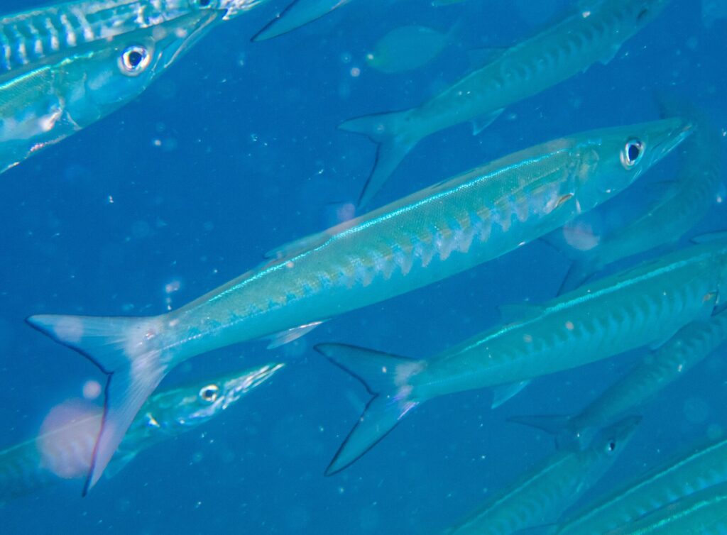 Uma barracuda-listrada de corpo azul-prateado, com os flancos marcados por faixas em V, passa na diagonal para a direita no meio do cardume, numa água azul cheia de partículas