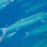 Uma barracuda-listrada de corpo azul-prateado, com os flancos marcados por faixas em V, passa na diagonal para a direita no meio do cardume, numa água azul cheia de partículas