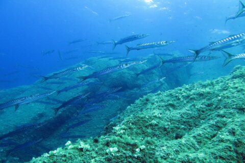 Um cardume fechado de barracudas prateadas com faixas escuras nada da esquerda para a direita acima de uma encosta rochosa coberta de algas verdes, numa água azul iluminada pela superfície.