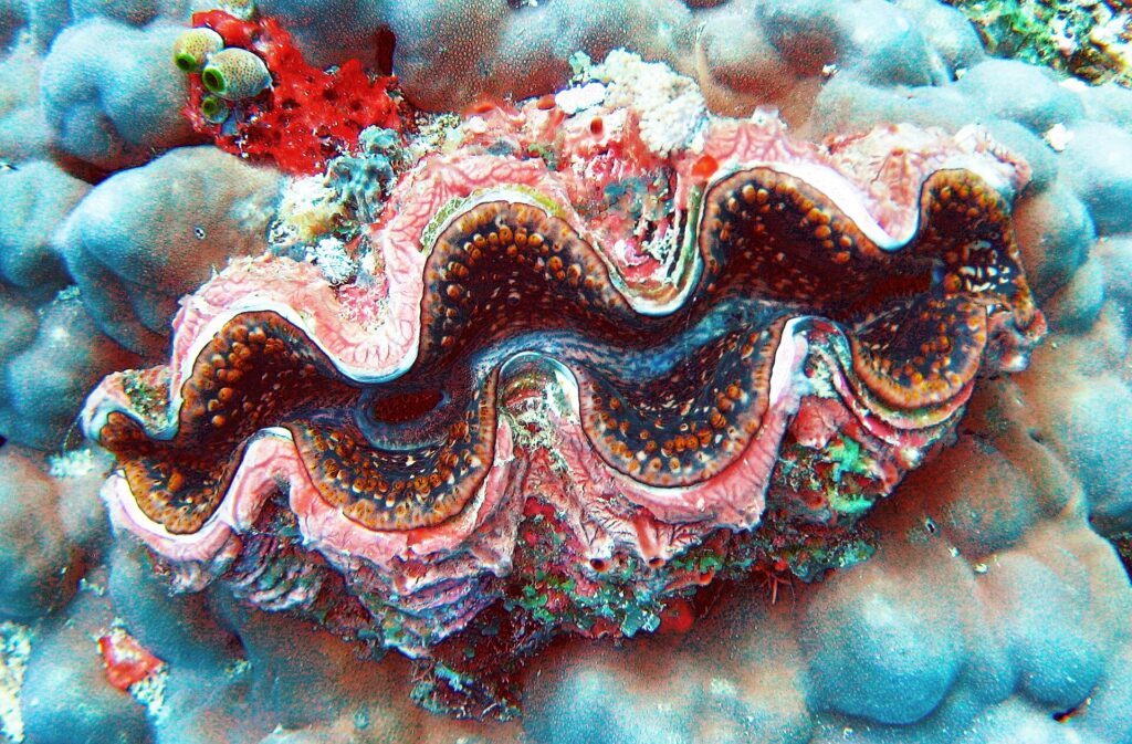 Uma tridacna de manto ondulado rosa, marrom e azul, bordado de pontos laranja, encaixada num coral maciço cinza-azulado, com uma esponja vermelha e ascídias verdes