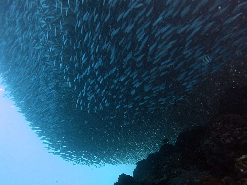 Visto de baixo, um cardume de sardinhas apertado numa massa compacta acima do recife escuro, com um sargentinho listrado à direita e o azul-claro do mar aberto embaixo à esquerda.