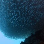 Visto de baixo, um cardume de sardinhas apertado numa massa compacta acima do recife escuro, com um sargentinho listrado à direita e o azul-claro do mar aberto embaixo à esquerda.