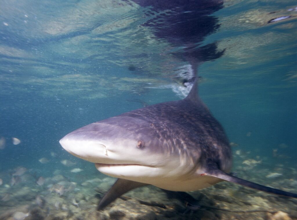 Um tubarão-cabeça-chata em três quartos de frente se aproxima da lente em água muito rasa, focinho largo e arredondado, com a dorsal tocando a superfície onde ele se reflete, acima de um fundo de areia e detritos.