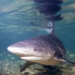 Um tubarão-cabeça-chata em três quartos de frente se aproxima da lente em água muito rasa, focinho largo e arredondado, com a dorsal tocando a superfície onde ele se reflete, acima de um fundo de areia e detritos.