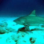 Um tubarão-cabeça-chata de perfil desliza para a esquerda rente a um fundo de areia branca salpicado de rochas, com uma rêmora sob a nadadeira peitoral e alguns peixes prateados ao redor, numa água azul-escura.