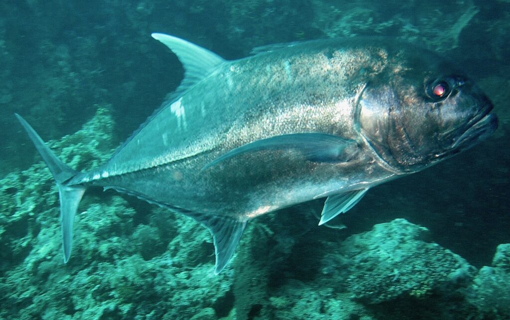 Um xaréu-gigante prateado visto de lado, acima de um fundo rochoso esverdeado, fotografado em Bali