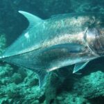 Um xaréu-gigante prateado visto de lado, acima de um fundo rochoso esverdeado, fotografado em Bali